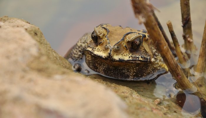 Qué Revela Soñar con un Sapo sobre tu Vida