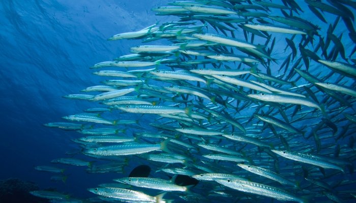 El Simbolismo de Soñar con Pescado